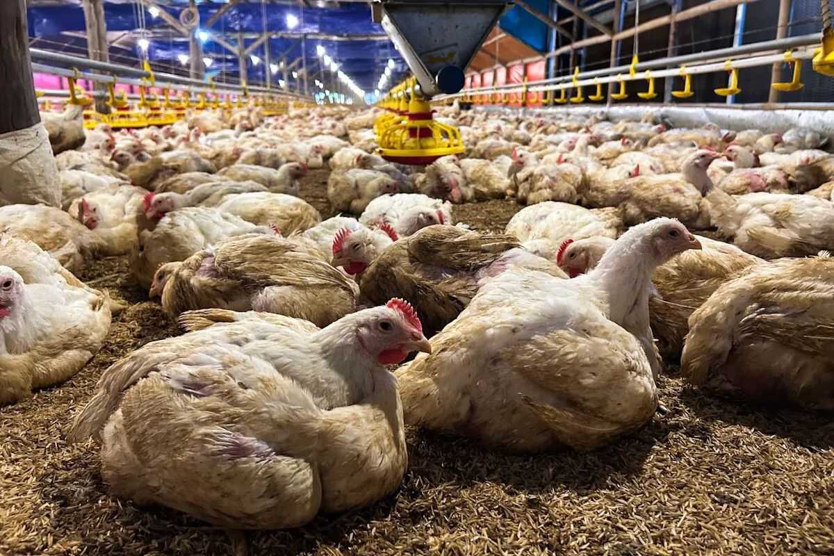 Indonesia strengthens animal health standards in response to Saudi Arabia's poultry import restrictions