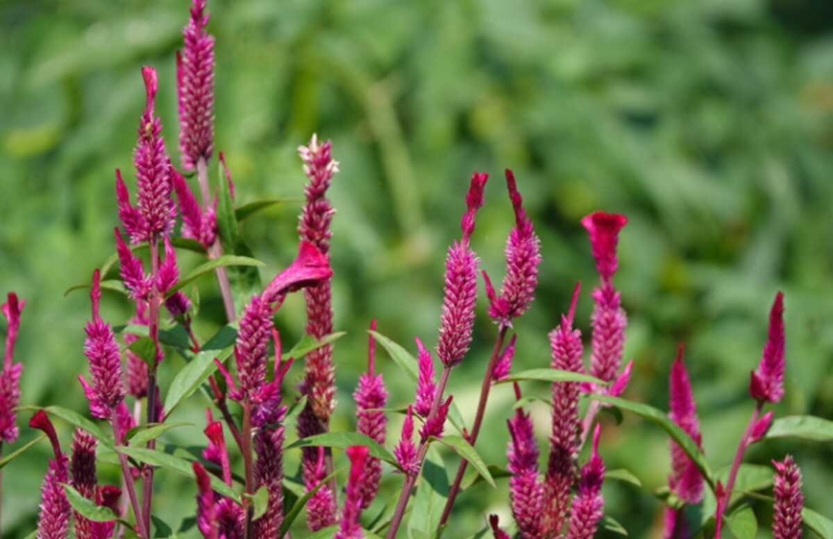 Tropical Plants Now Flowering "Erratically" Due to Climate Change