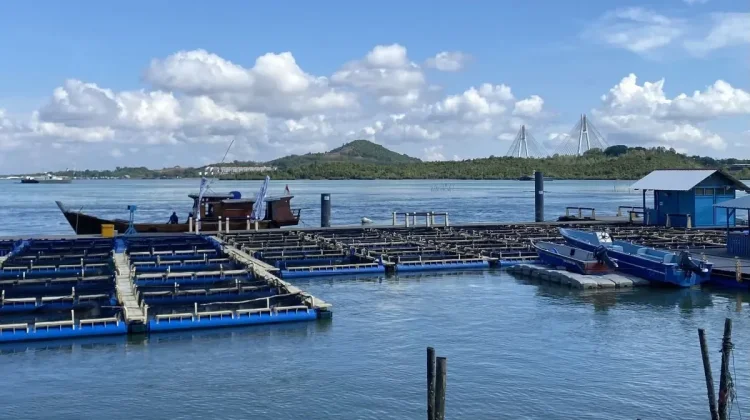 Batam Marine Aquaculture Centre targets one-tonne premium lobster harvest by end of 2026