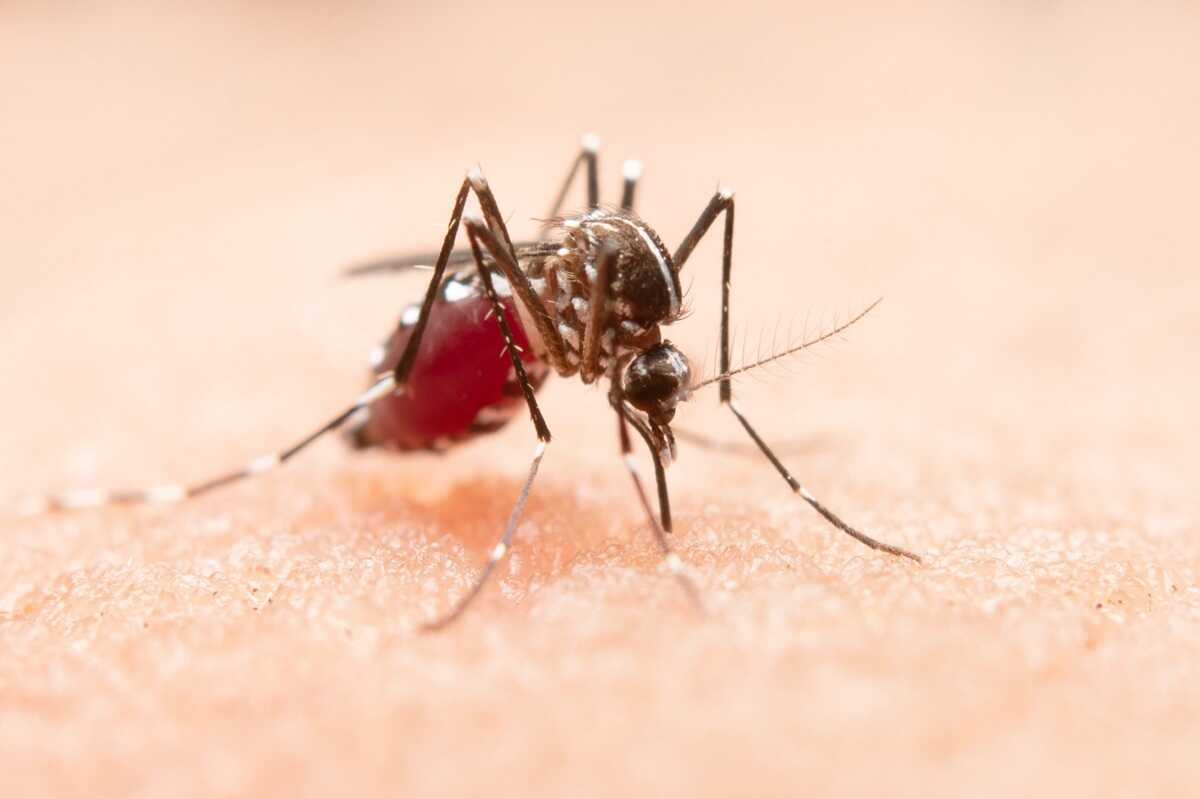 Wolbachia Technology Proven Effective in Preventing Dengue, ASEAN Nations Begin Developing the Technology
