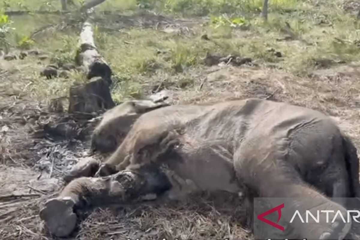 Wild Elephant Calf Found Dead, Suspected Victim of Snare in Tesso Nilo National Park