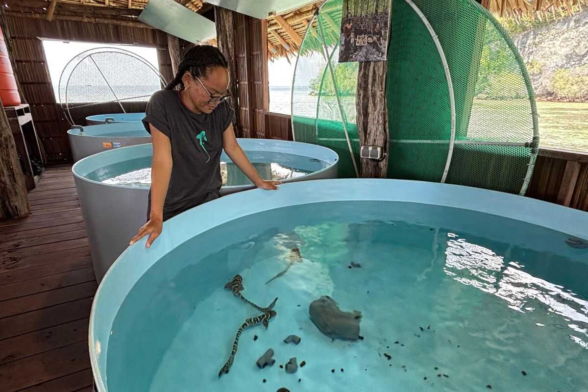 Bringing the zebra shark home to Raja Ampat