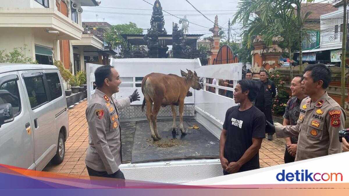 Male Calf Stolen by Rejected Buyer in Karangasem After Refusing Rp 3 Million Offer