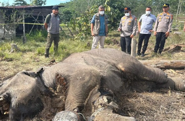Tesso Nilo National Park: Sumatran Elephant Calf Dies, Suspected Snare Entanglement