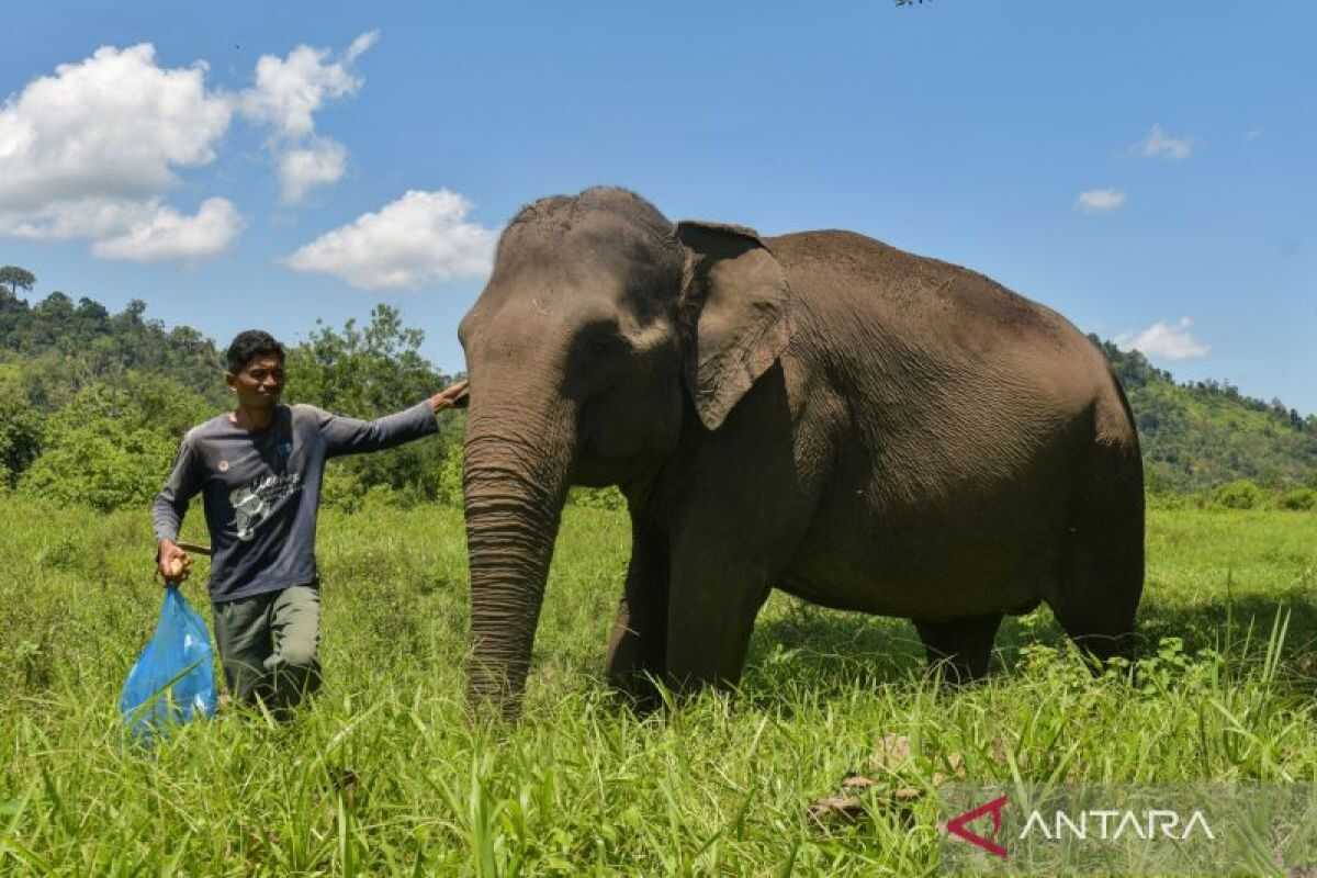 Indonesia and UK advance climate financing for elephant conservation in Aceh