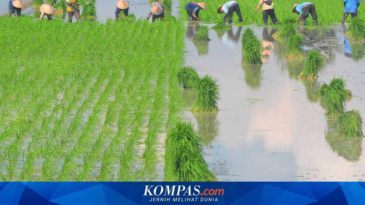 Many Developers Protest Protected Rice Field Policy, Here Is Ministry's Response