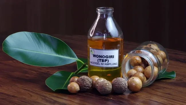 This Plant Grows Wild in Indonesian Forests and Could Become Fuel