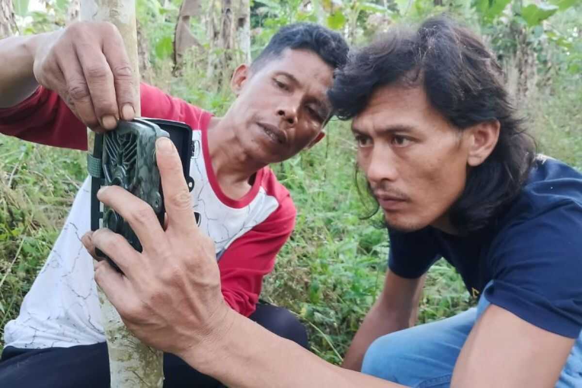 Six camera traps deployed after tiger sighting in West Sumatra