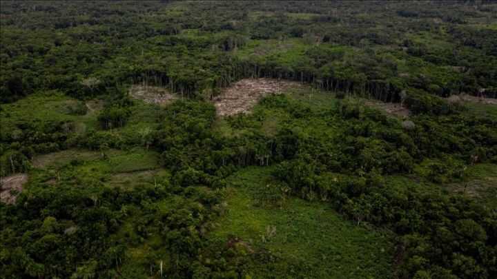 Illegal Land Clearing in Wajo Forest Area: Perpetrators Face 10-Year Prison Sentence