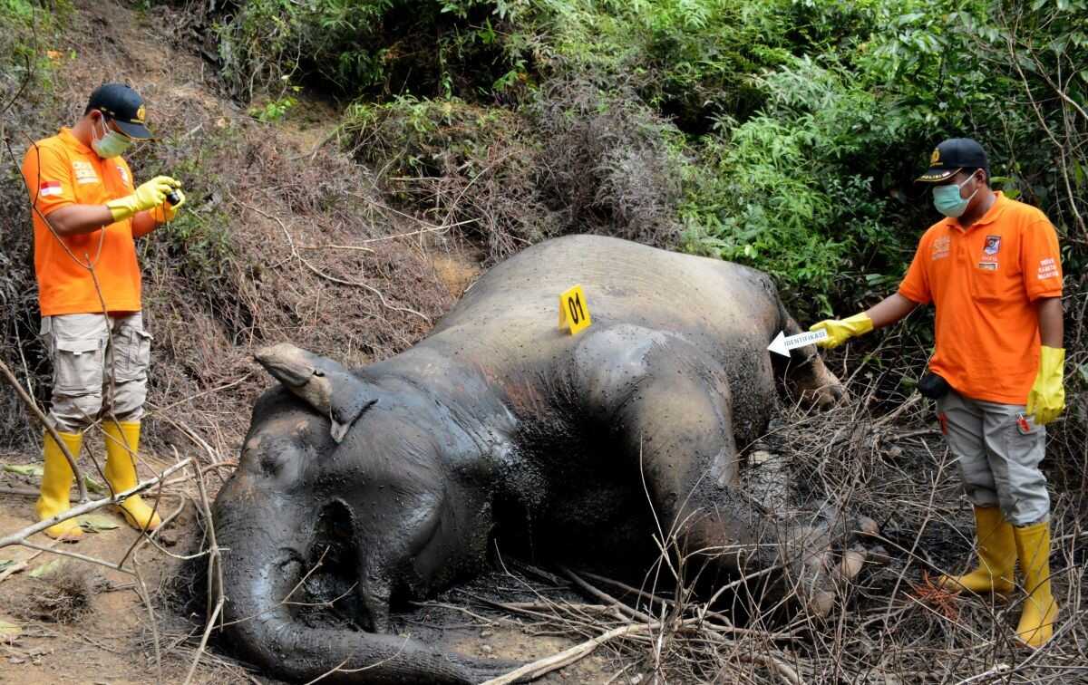 Tesso Nilo National Park Authority Investigates Death of Elephant Calf