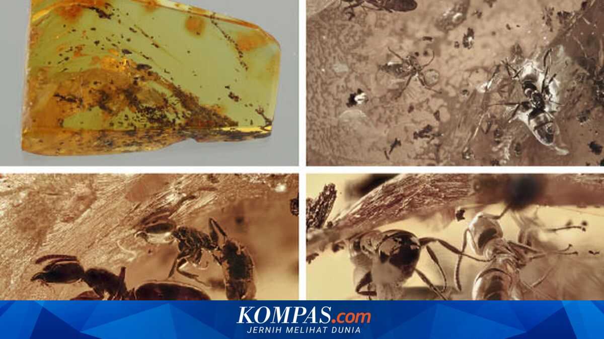 Fossils in Amber Reveal Ancient Ant and Parasite Interactions