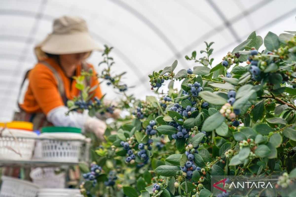 Glimpse into China's 4,000-hectare blueberry plantation now dominating Southeast Asian market