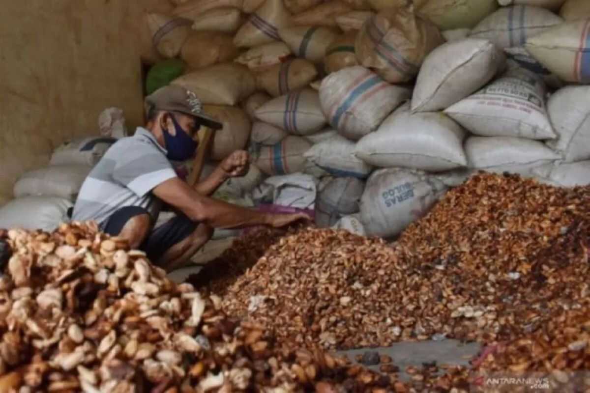 Ministry of Trade: Cocoa Bean Reference Price Plummets 29 Per Cent