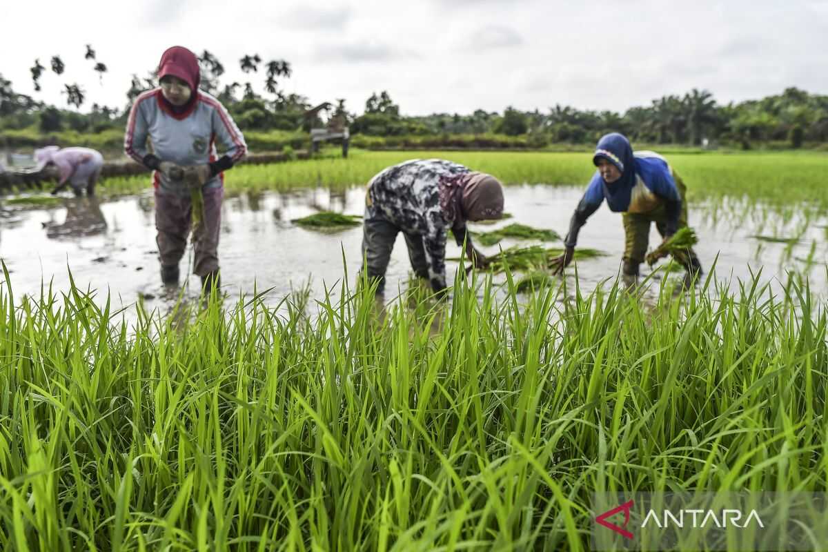 Acceleration of protected rice field designation begins in March 2026; check 12 target provinces