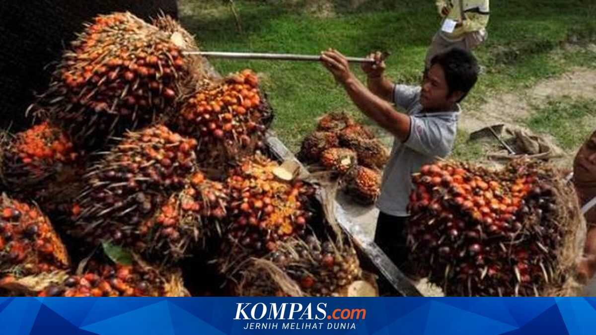 Crude Palm Oil Reference Price March 2026 Rises 2.22 Percent, Driven by Demand from India and China