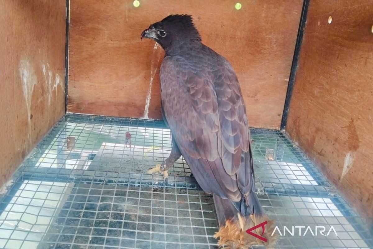 BKSDA Bali releases eight protected animals including two eagles