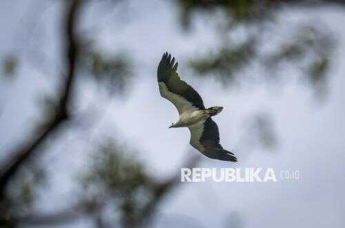 BKSDA Takes Firm Action Against Tapir Trafficking and Releases Eagles into the Wild