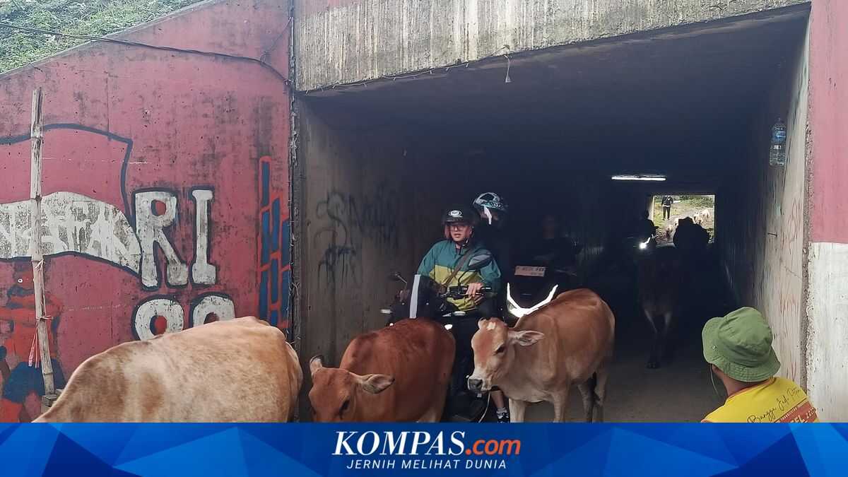 Despite Darkness and Steep Gradient, Cattle Tunnel in Cikarang Becomes Residents' Lifeline to Avoid Traffic