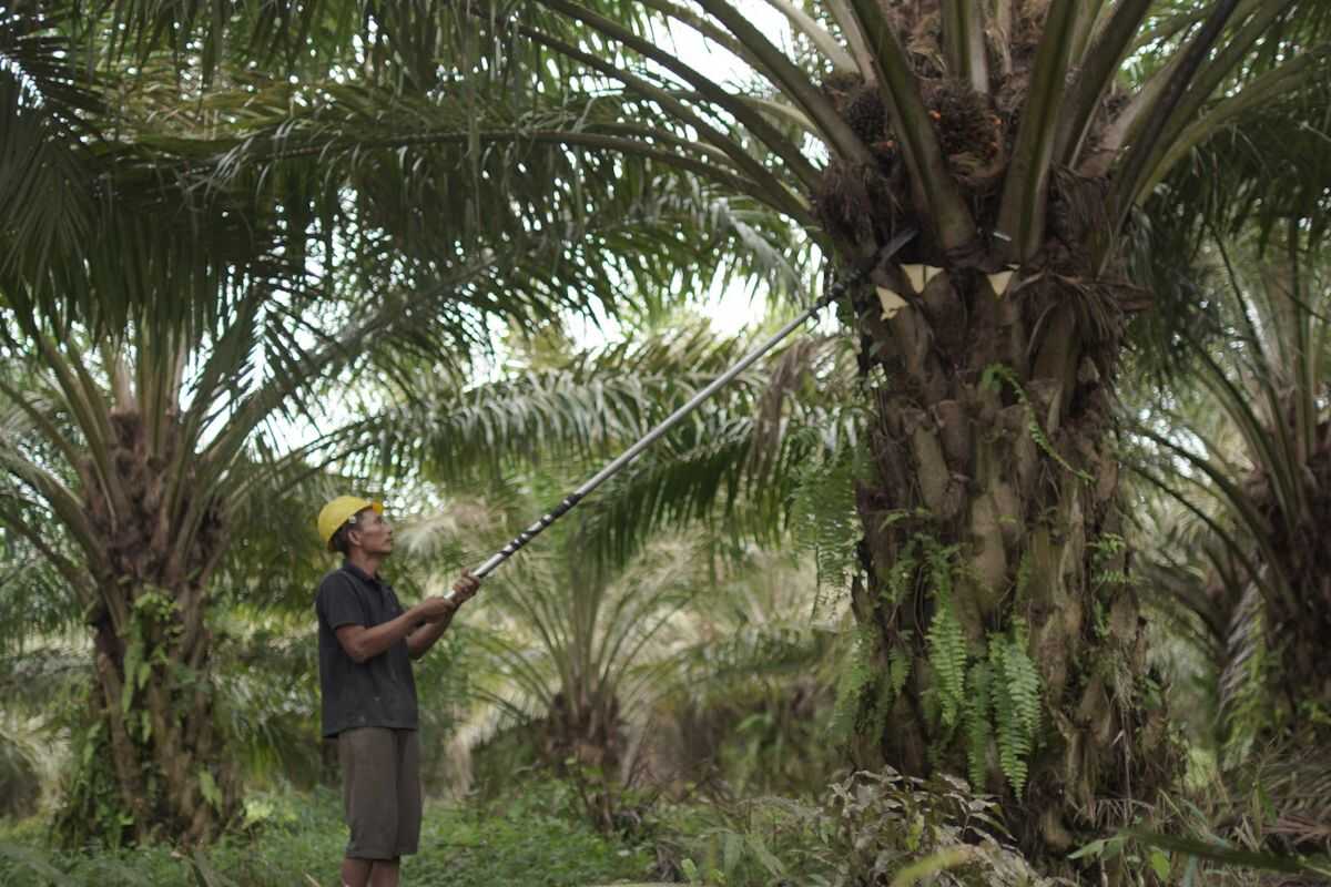 Ministry of Agriculture strengthens palm oil downstream processing as Indonesia's mainstay in global market