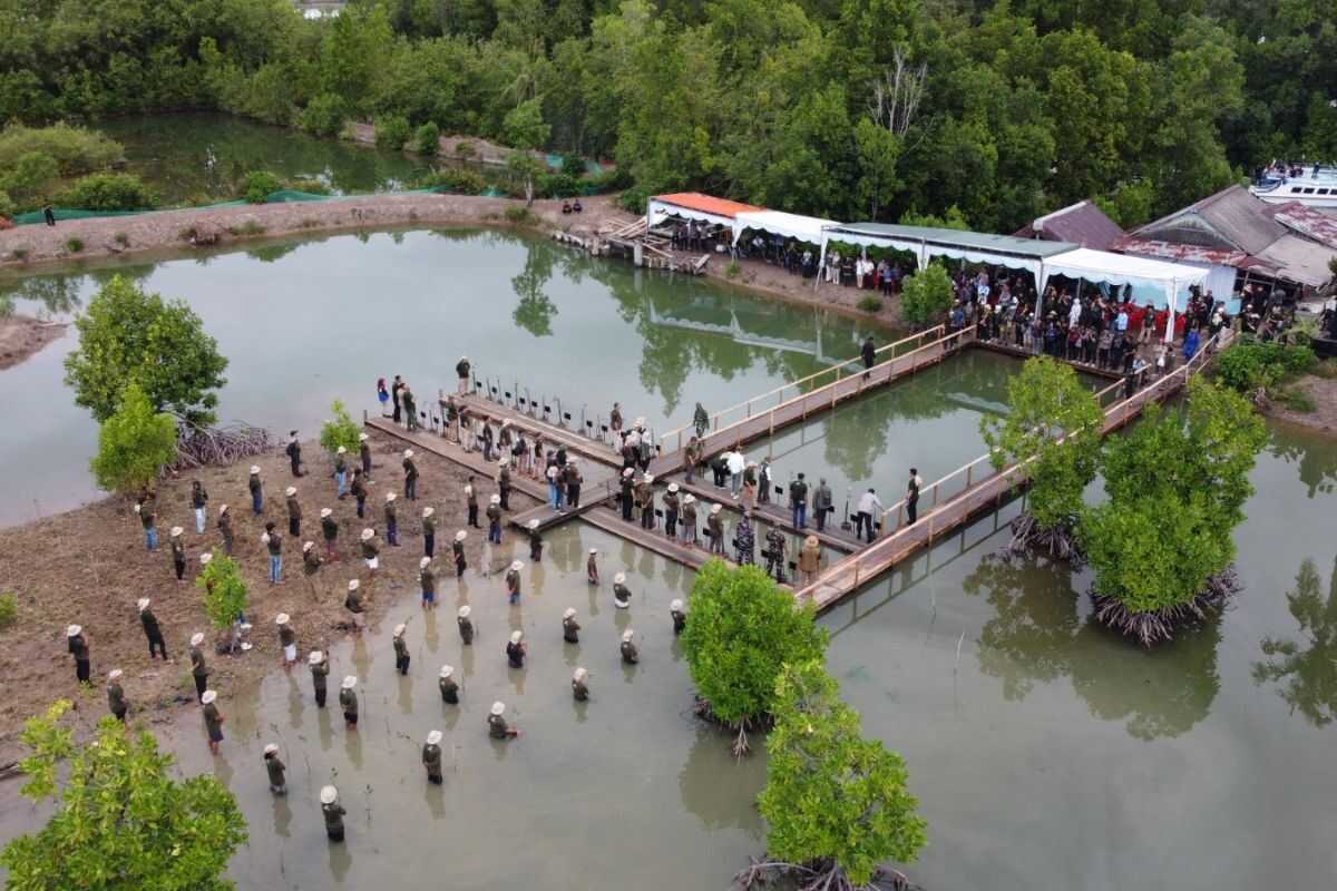 M4CR Programme Strengthens Mangrove Rehabilitation in Kalimantan