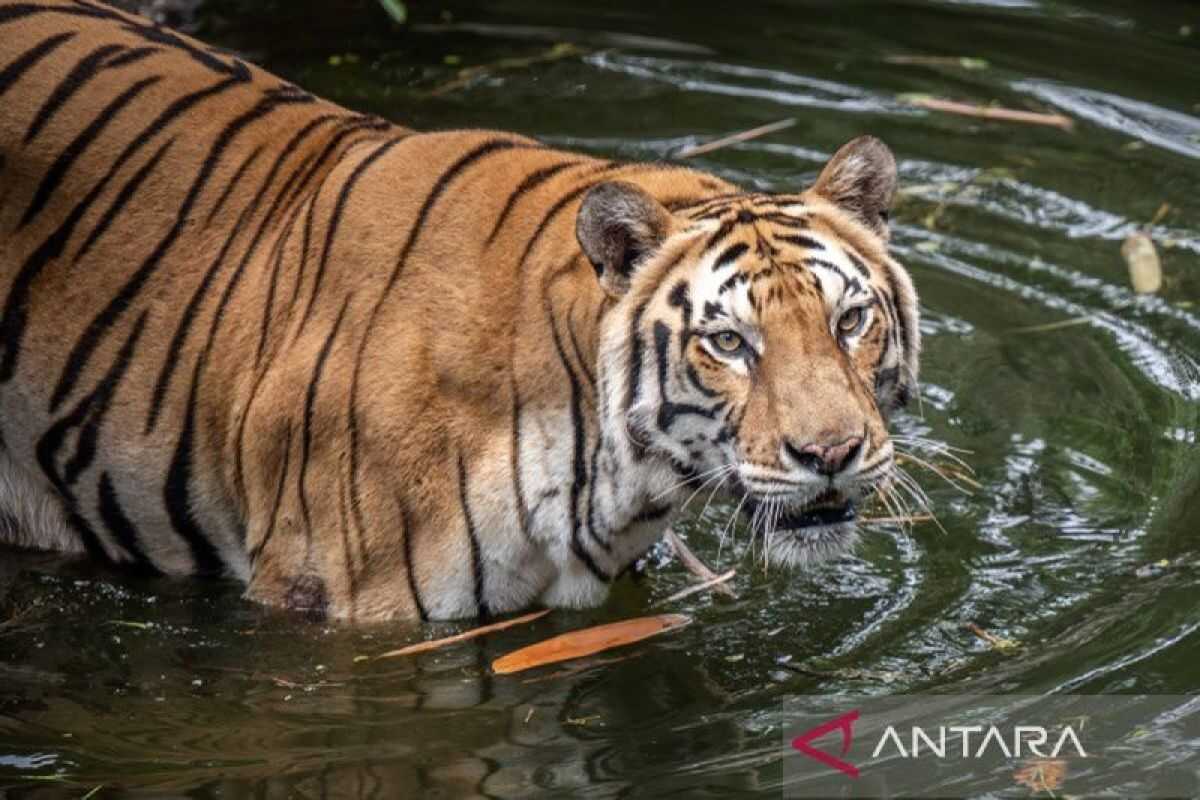 Hoax! Video of Police Officer Mauled by Tiger During Traffic Stop