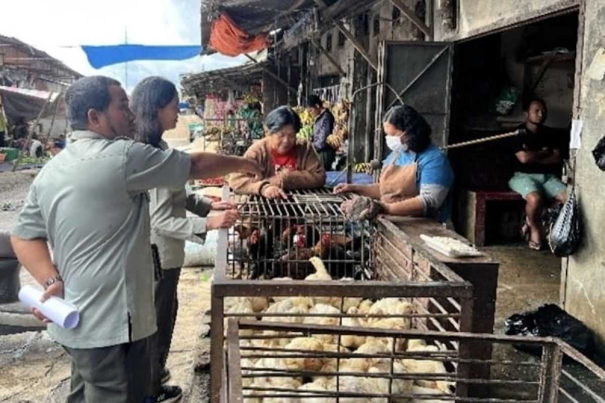 Ministry of Agriculture confirms chicken prices under control in North Tapanuli and Toba