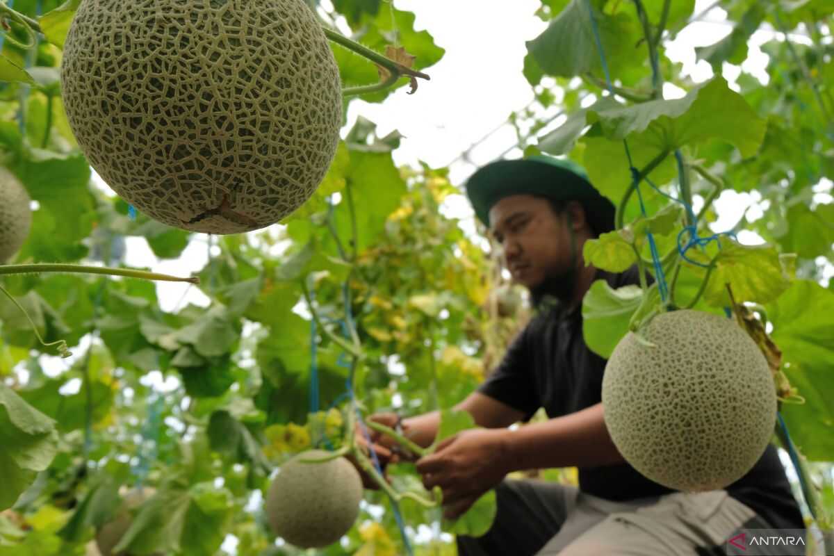 Melons Capable of Ripening on Demand Developed in Japan