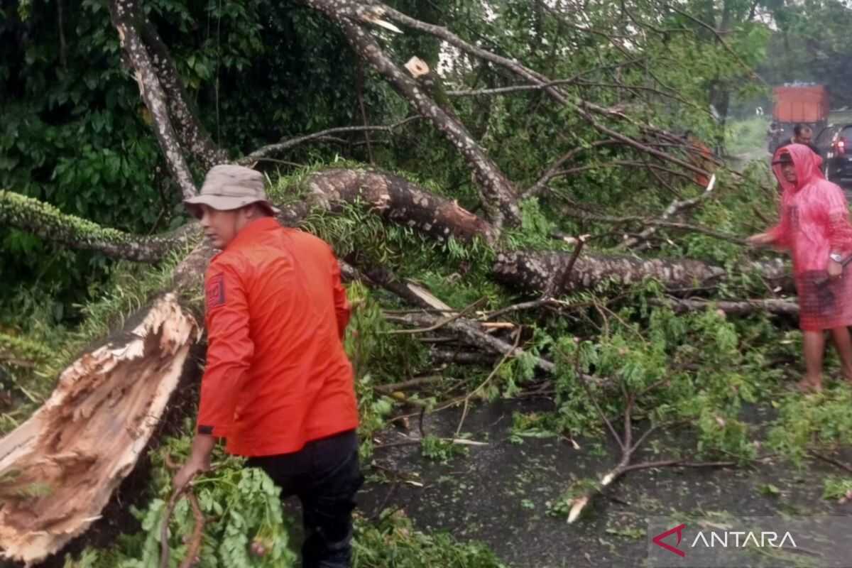 BNPB: Impact of Extreme Weather in Binjai City Expands to Five Districts