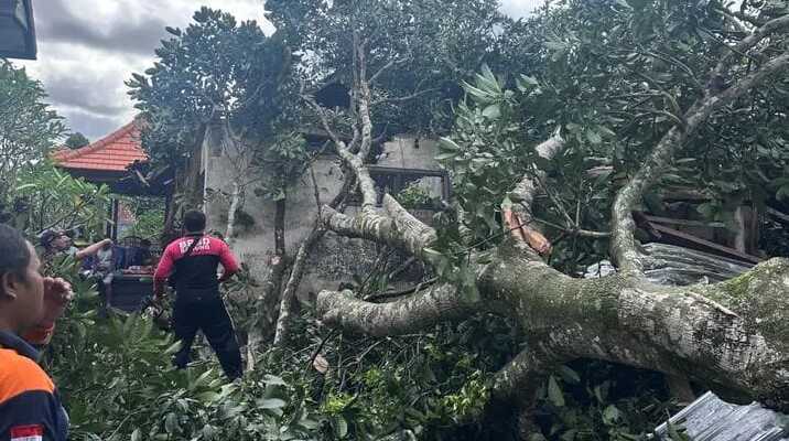 Strong Winds Topple Trees in Badung and Tabanan