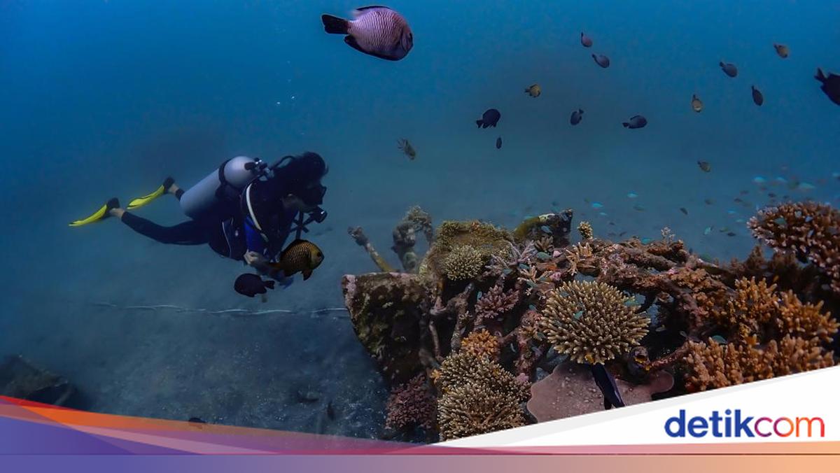 Pemuteran Bay Coral Reefs Recover, Profits Arrive