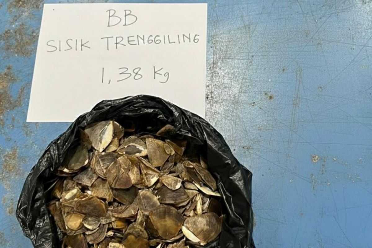 Ministry of Forestry foils illegal trafficking of 1.38 kg of pangolin scales in West Kalimantan