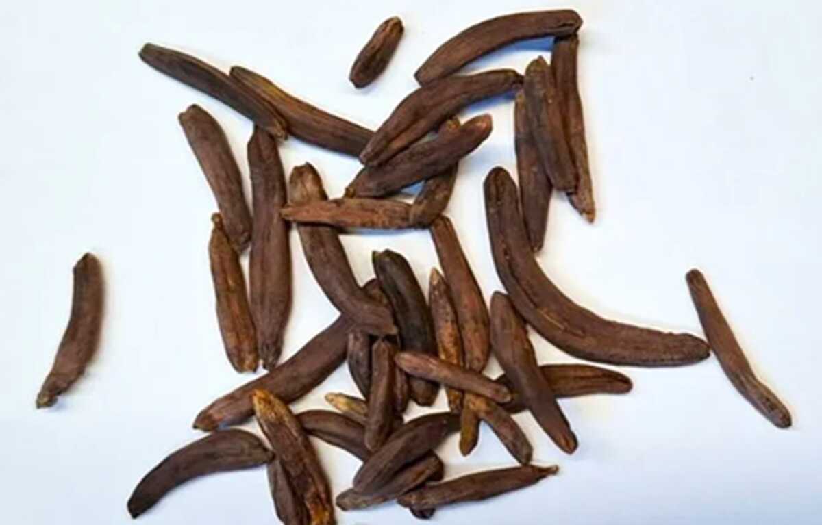 Secrets of Hallucinations in Ancient Greek Mystery Cult: Toxic Fungus as Sacred Potion?