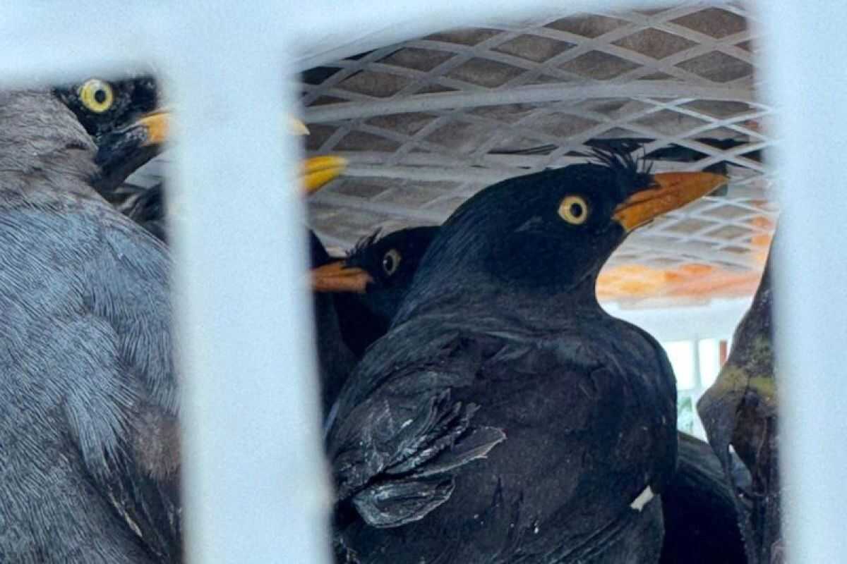 Lampung Quarantine Authorities Seize 111 Protected Birds from Illegal Trade