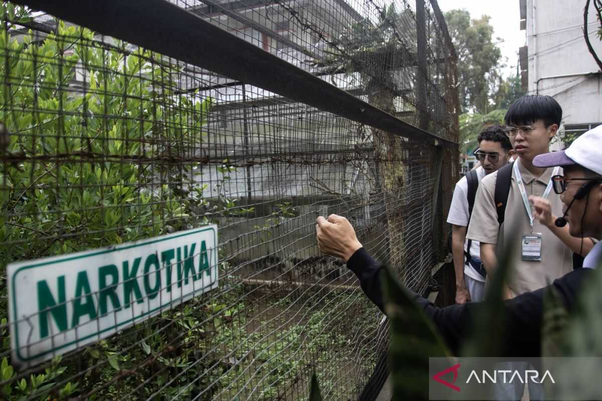 BRIN investigates raru wood as a locally-based herbal antidiabetic remedy