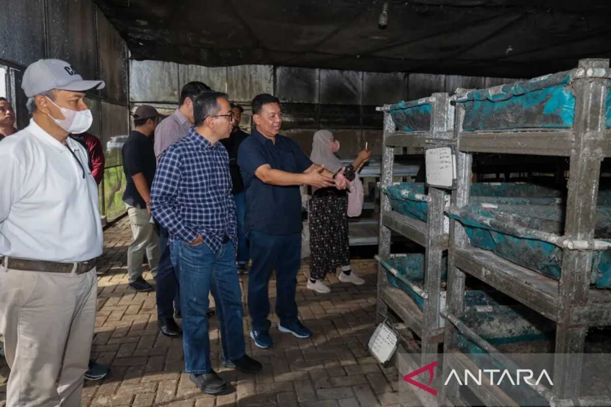 Higher Education Minister Promotes Maggot Farming Technology to Address Indonesia's Waste Crisis