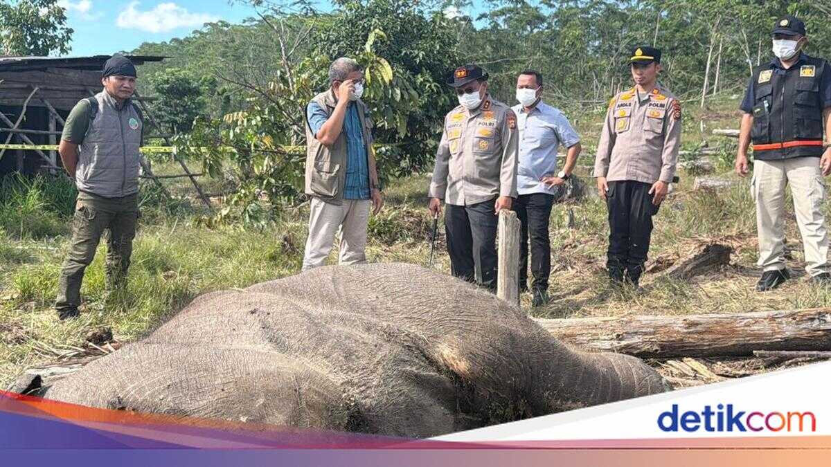 Young Elephant Found Dead in Tesso Nilo Riau, Land Owner Named Suspect