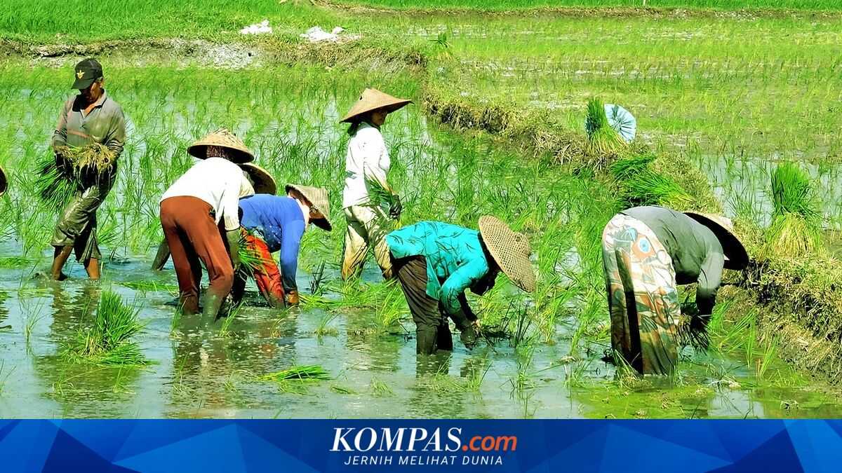 BPS: Grain Production in January 2026 Rises 38.69 Per Cent