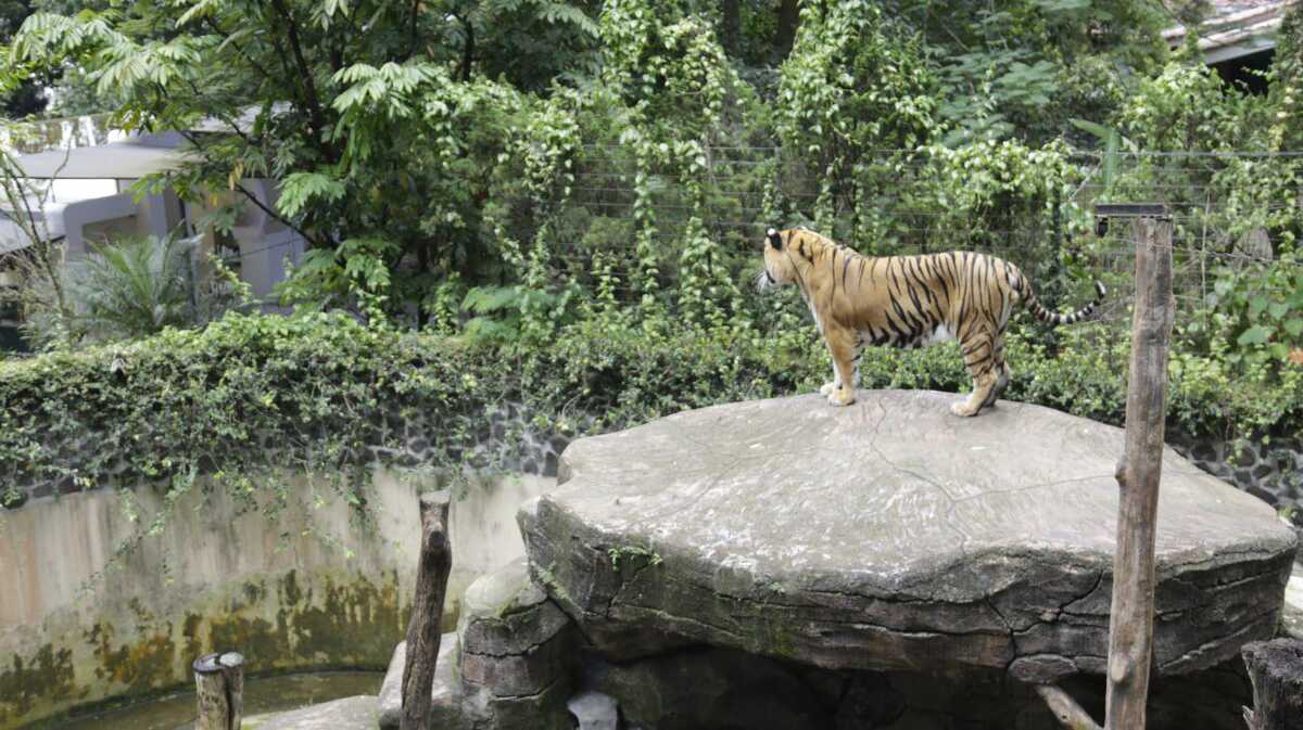 Bandung Zoo Workers' Union Appreciates Mayor Farhan's Proposed Solution Scheme