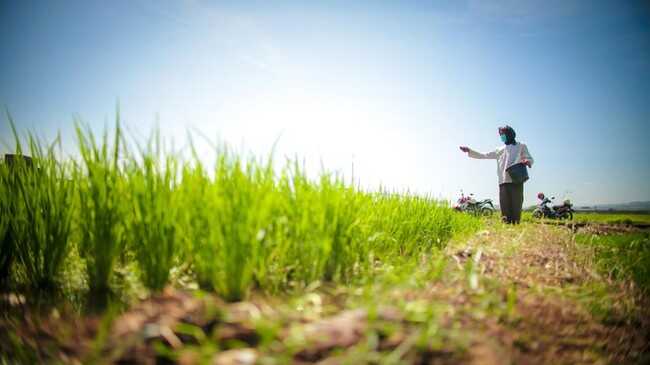 BPS Warns of Pest Threat That Could Reduce Indonesia's Rice Production in 2026