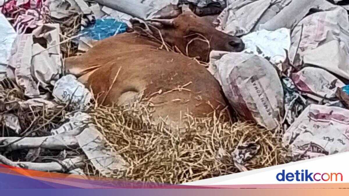Viral Cattle Carcass Dumped on Roadside, East Flores Livestock Office Outraged