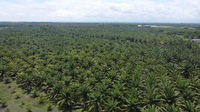 Government Claims Some Countries Jealous of Indonesian Palm Oil Due to Inability to Compete