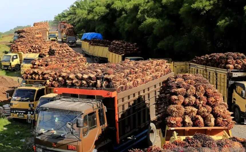 Ministry of Agriculture: CPO Production Ensures Safe Cooking Oil Supply Ahead of Ramadan and Eid