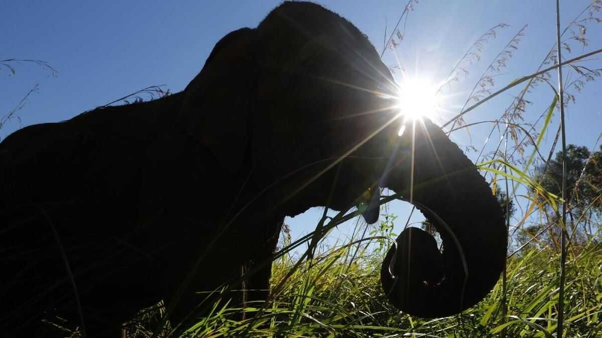 Environment and Forestry Minister Announces Heavy Sentences for 15 Suspects in Headless Elephant Killing