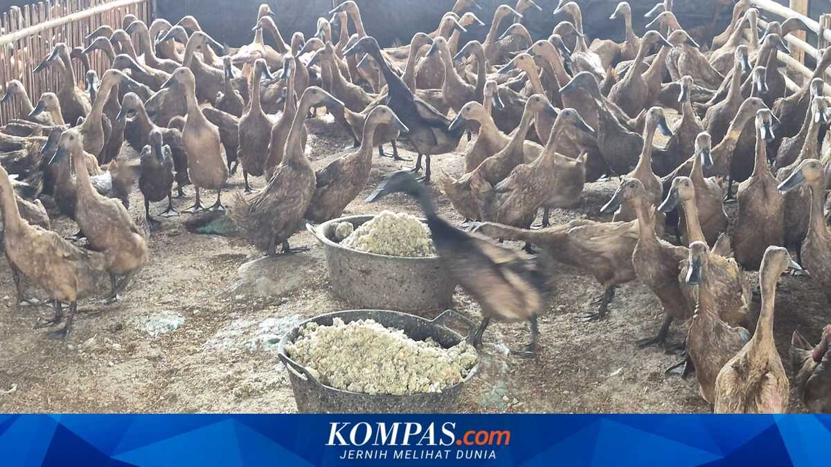 Bread and Shrimp Heads: The Secret to Harvesting Hundreds of Duck Eggs Daily