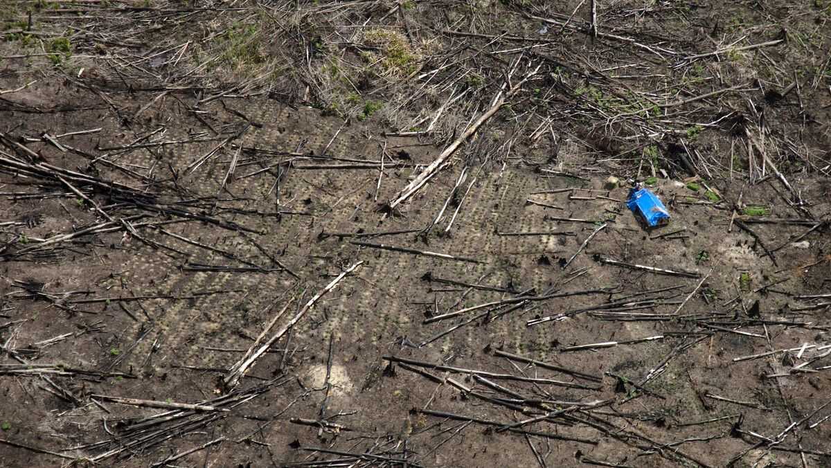 Government Begins Reforestation of 2,577 Hectares of Tesso Nilo Lands