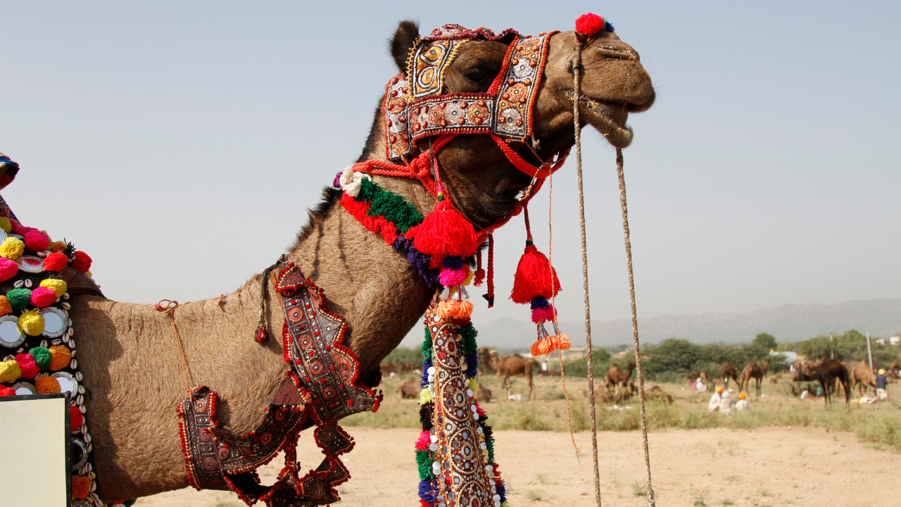 Camel Beauty Contest Scandal: 20 Camels Disqualified Over Botox and Cosmetic Enhancements in Oman