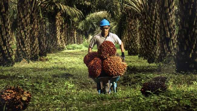 Crude Palm Oil Prices Ease After Soaring, Why?