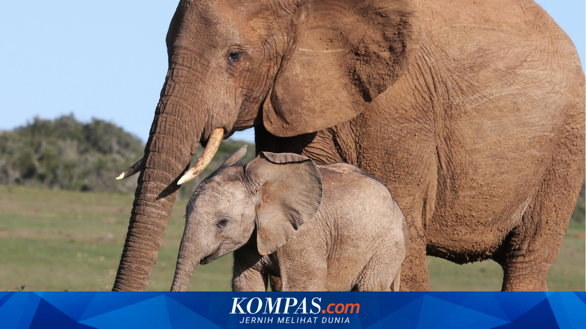 How Do Elephants Pass Survival Knowledge on to Their Young?