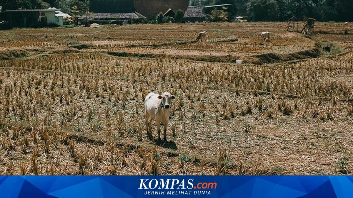 BMKG Predicts Peak of the 2026 Dry Season Will Occur in August