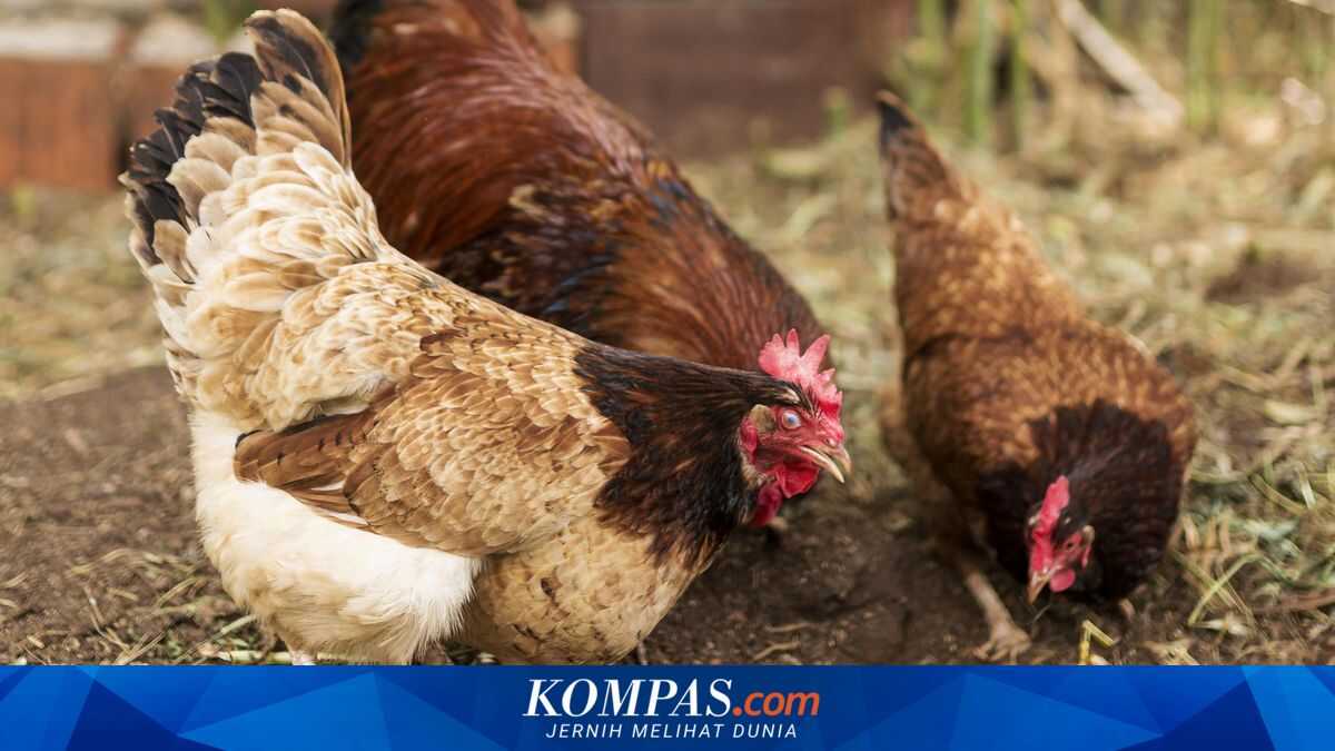 Saudi Arabia bans Indonesian poultry and egg imports, Trade Ministry says not linked to halal issue